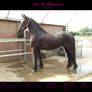 Horse Stock 015 - Friesian