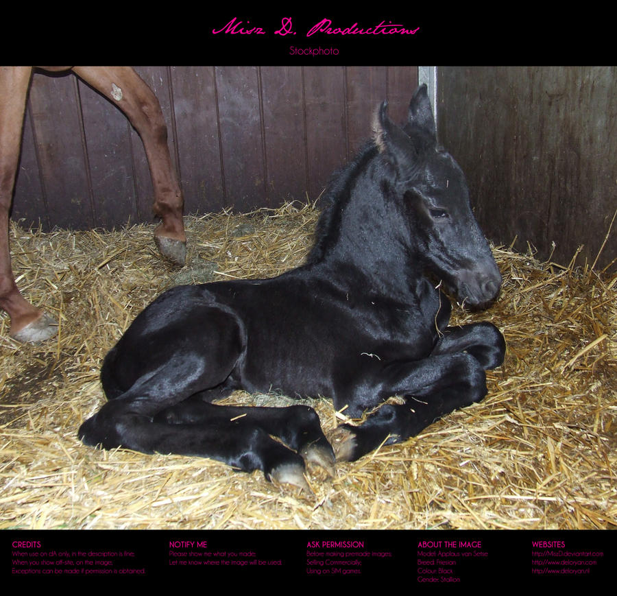 Horse stock 43 - Friesian by MiszD