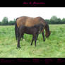 Horse stock 44 - Friesian