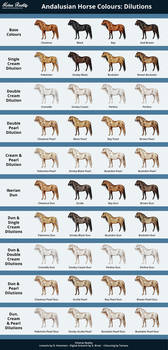 PRE (Andalusian horse) Colours and Dilutions - HR