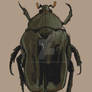 Beetle