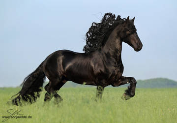 Friesian stallion