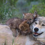 Wolf with her cubs