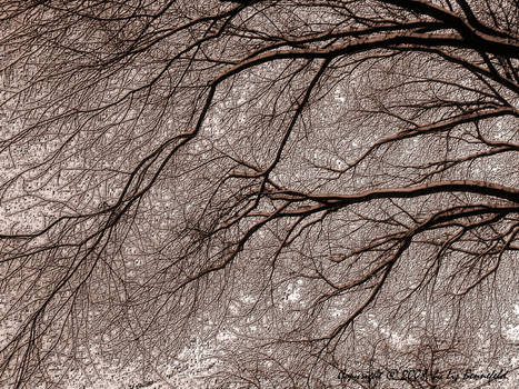 Winter Branches