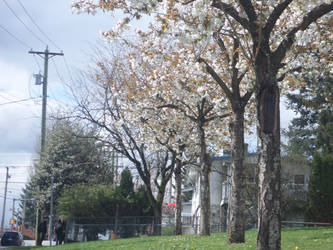 Trees by the school