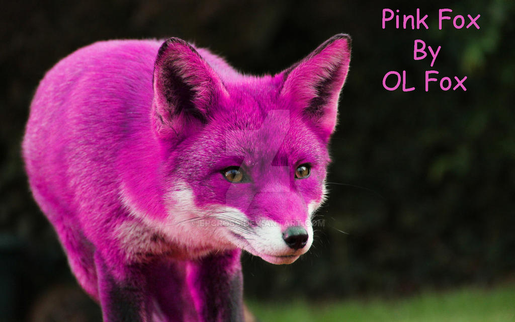 My Pink Fox by OL Fox by EPCross on DeviantArt