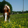 Eating Yellow Flowers.