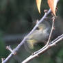 A Kinglet takes flight