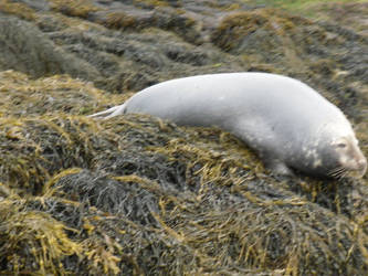 Animals - Scotland