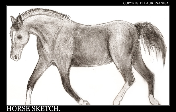 Horse Sketch