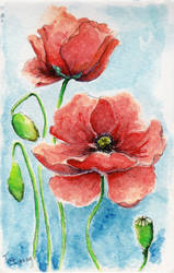 Poppies