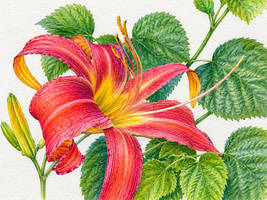Jannas Daylily 1b