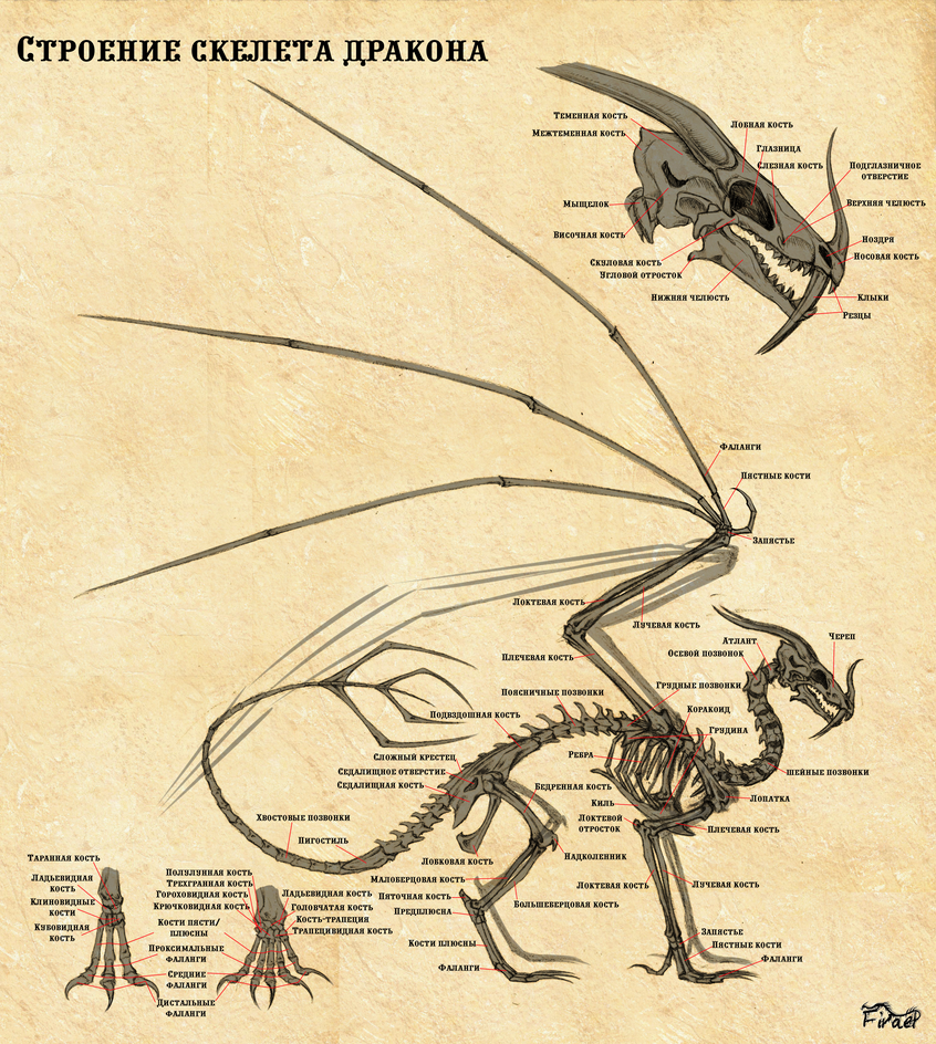 Dragon Skeletal Anatomy By Firael666 On DeviantArt dragon-skeletal-anatomy-by-firael666-on-deviantart
