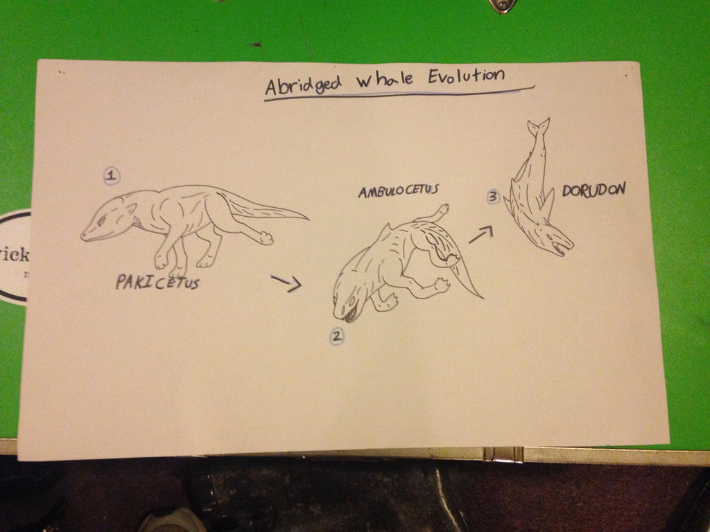 Abridged Whale Evolution chart by UmbraNine on DeviantArt