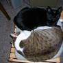 Yin-Yang Kitties