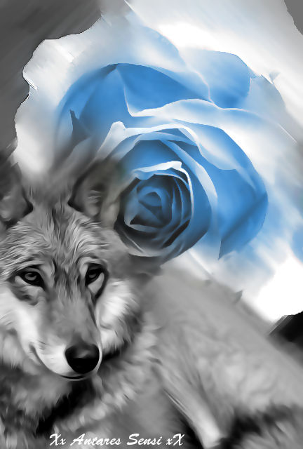 Wolf blue rose SR by Ponthieu14 on DeviantArt