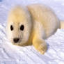 Cute baby Harp seal