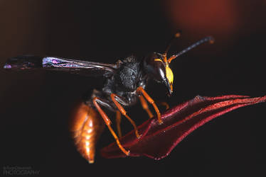 Potter Wasp (Paralastor sp)