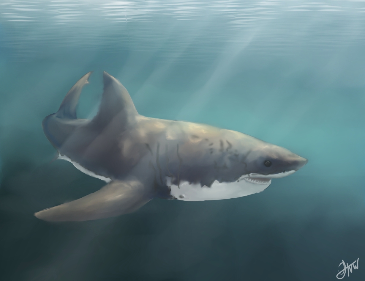 sharkV2///lighting practice by artHvw on DeviantArt