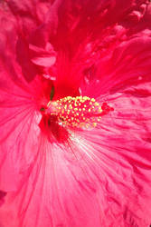 Hibiscus Pistil and Stamen