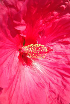 Hibiscus Pistil and Stamen