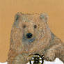 Bruins Bear