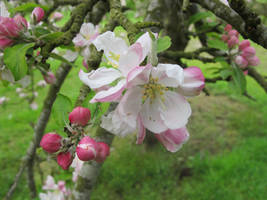 May Day (+1) Cider Apple Blossom - 3