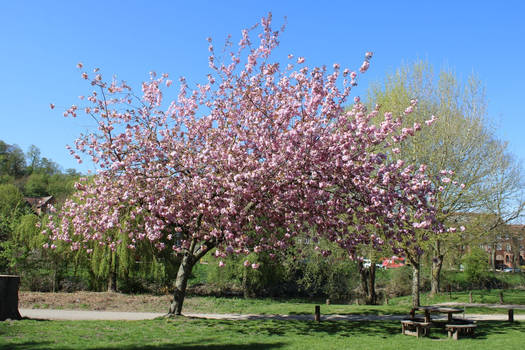 Double Cherry Tree in Severn River Park