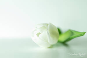 White beauty by Lamia86 White beauty by Lamia86