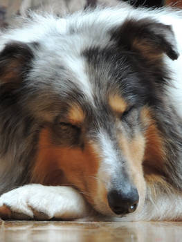 Sleepy Collie