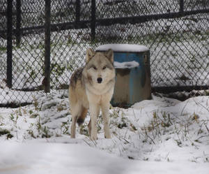 Timber Wolf