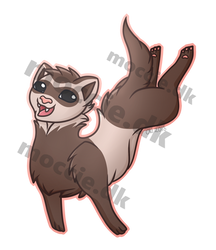 Ferret