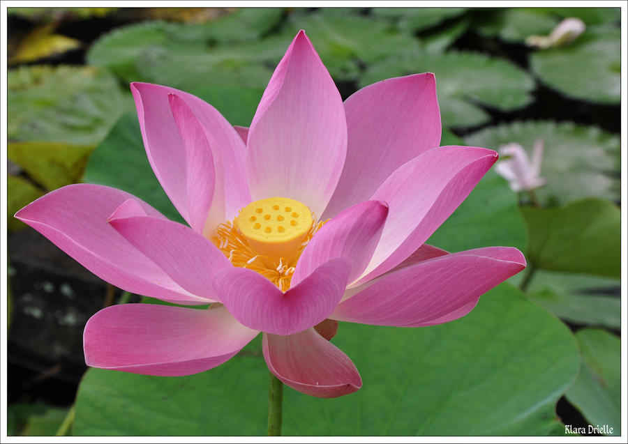 Lotus blossom