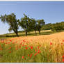 Through the French countryside