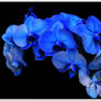 Cascade of blue orchids