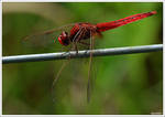 Red dragonfly by KlaraDrielle