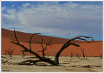 The Dead Vlei by KlaraDrielle