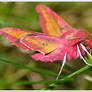 Encounter with a mysterious pink butterfly