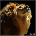 His Majesty the lion by KlaraDrielle