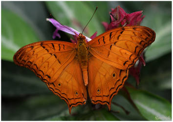 Orange beauty