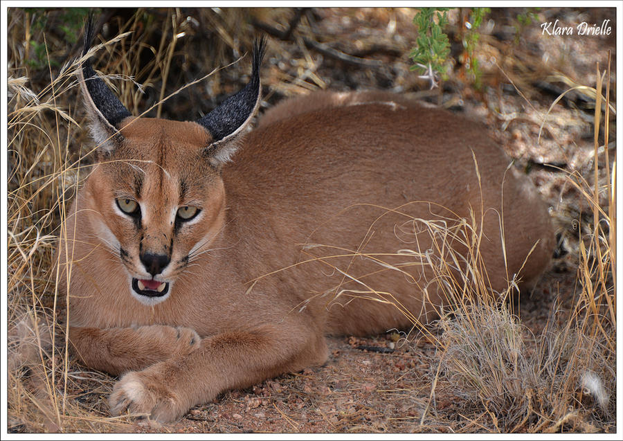 Caracal in the Namibian desert