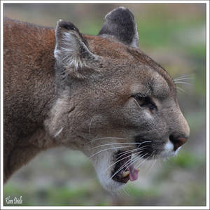 Growl