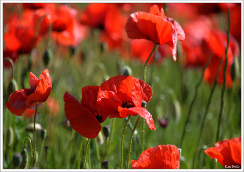 Poppies