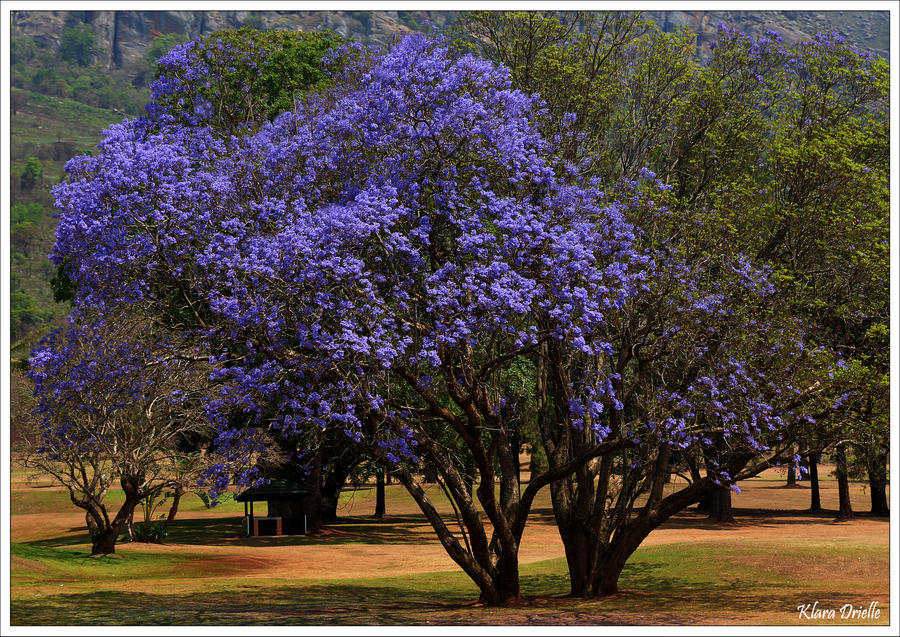 Jacaranda