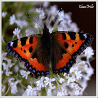 Aglais urticae