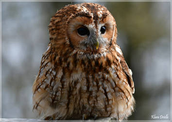 Tawny owl