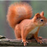 Cute red squirrel