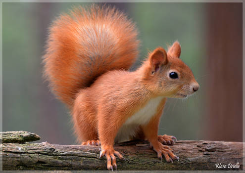 Cute red squirrel