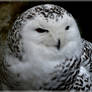 Snowy owl