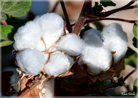 Cotton flower branch